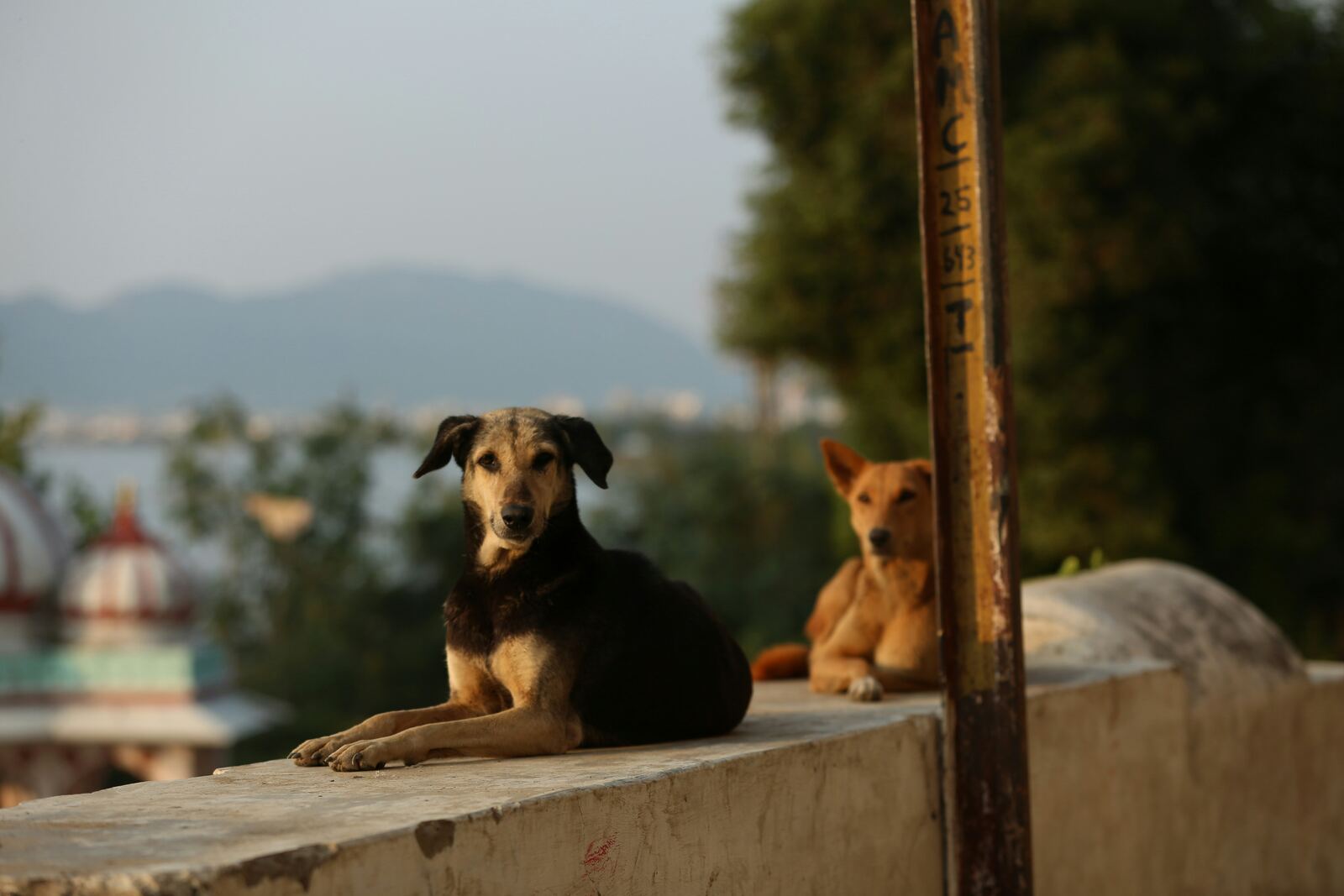 Dog rescue