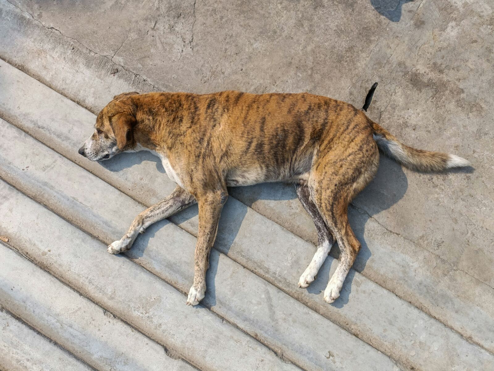 Happy adopted dog